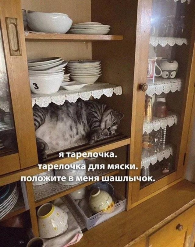 Весёлый полтишок 10.07.24