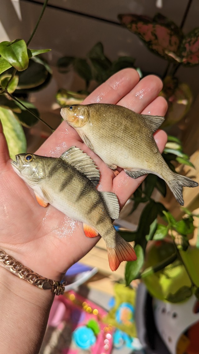 Рыбов показываю