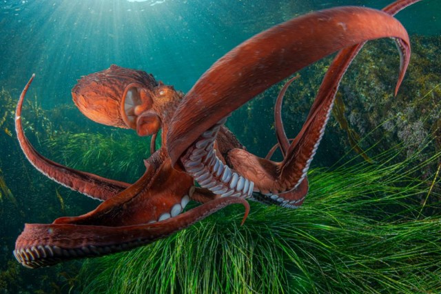 Объявлены победители конкурса фотографий дикой природы Nature Photographer of the Year 2024: полюбуйтесь на 20 лучших работ