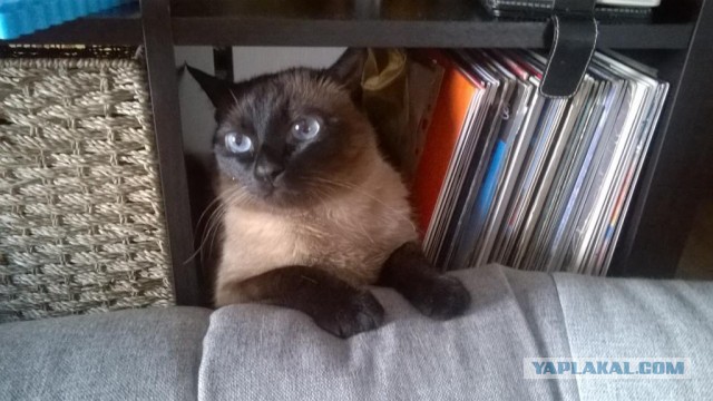 Ну а что? Мне понравилось...
