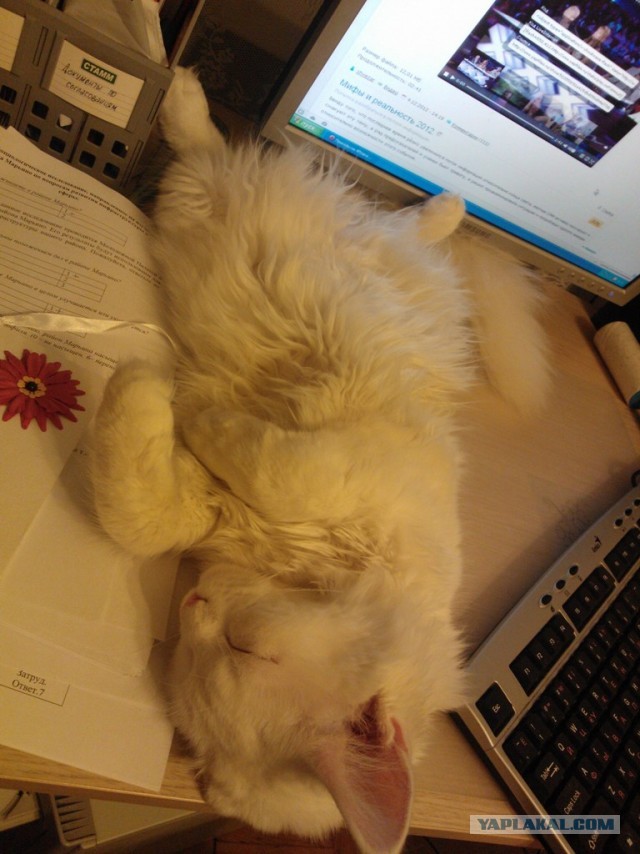 Немного о  Мейн Куне.