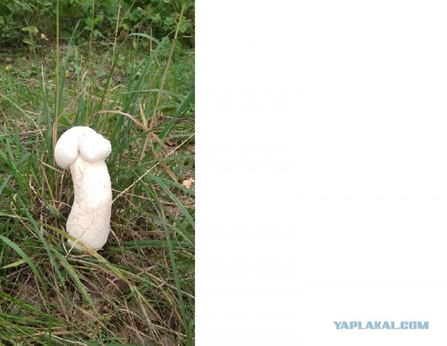 Белый гриб
