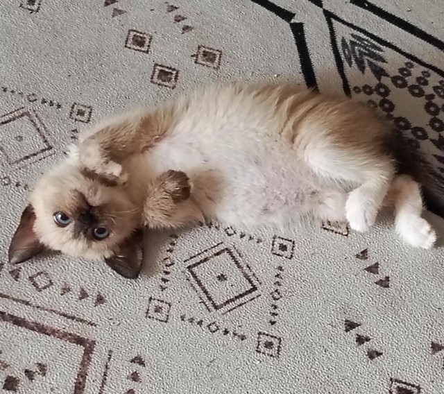 Просто кот