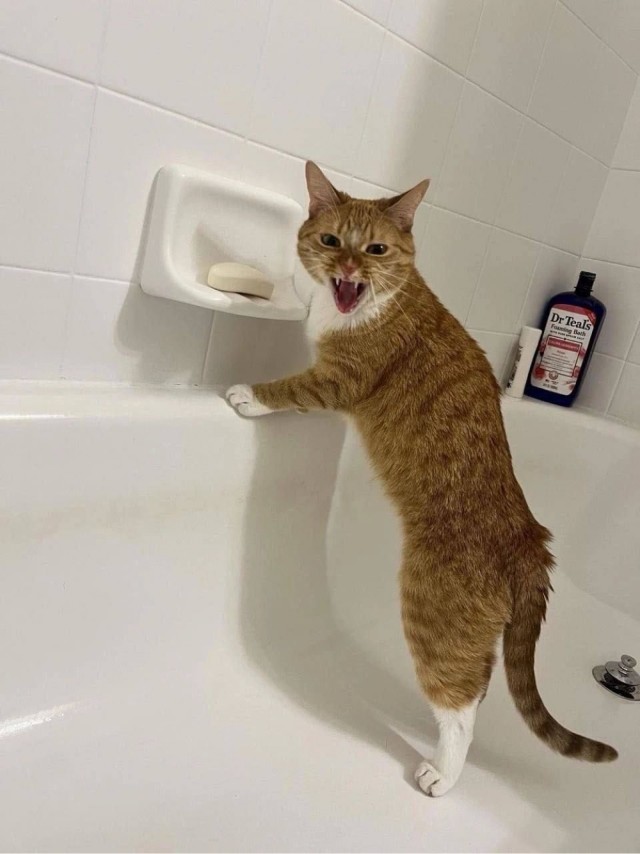 Кот