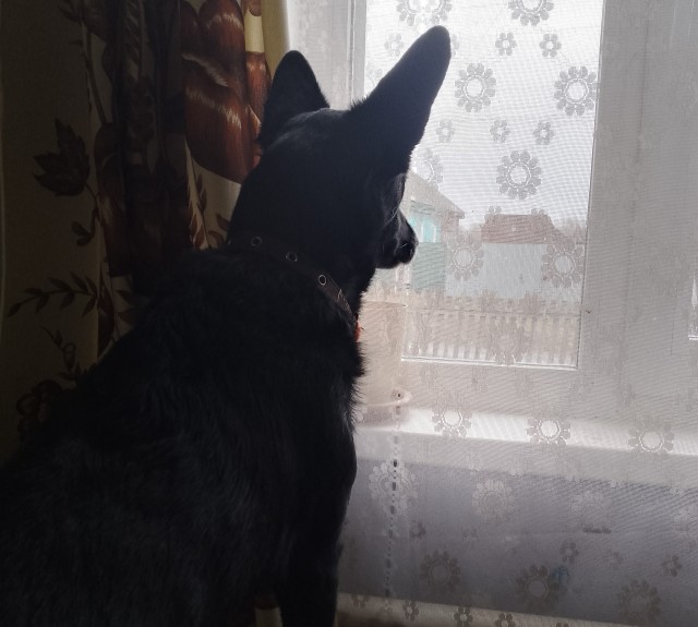 Кошачья Любовь