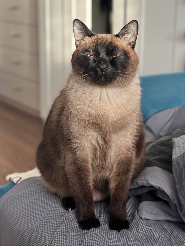Пора кота