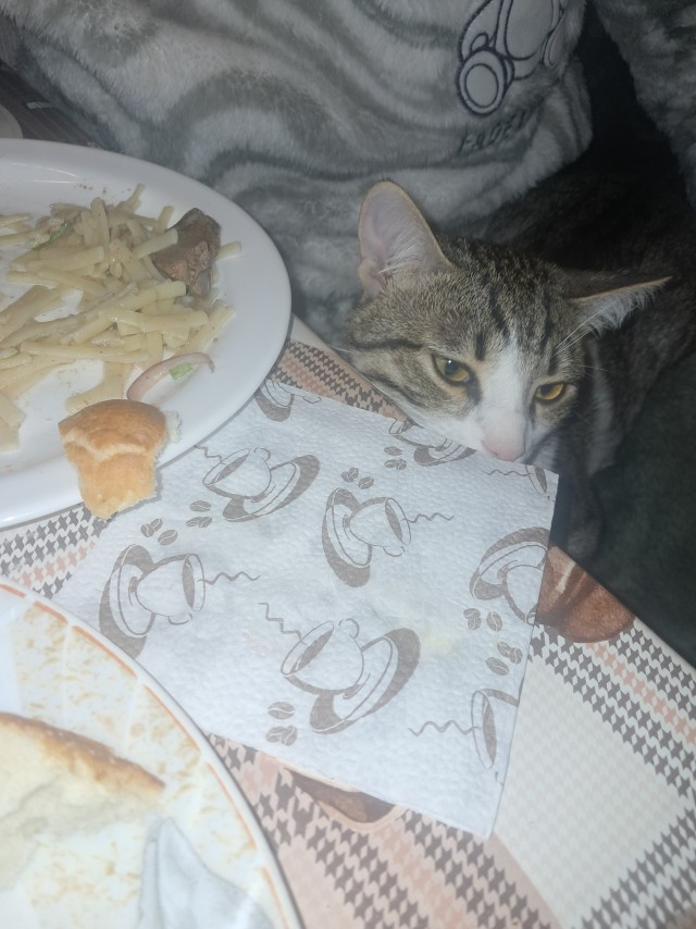 Лёлик, коробки и снег.