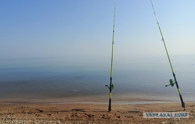 Жирный, всеядный, быстро растёт. В Азовском море может остаться один вид рыбы, да и тот чужеродный.