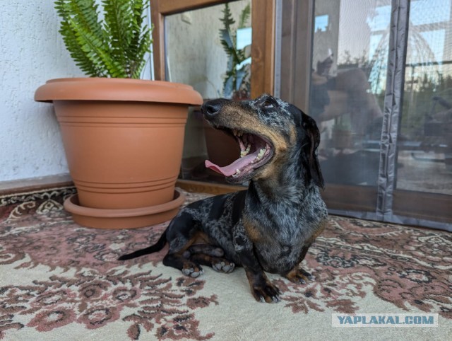 Давай купим собачку