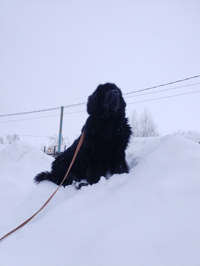 Собакочетверг же
