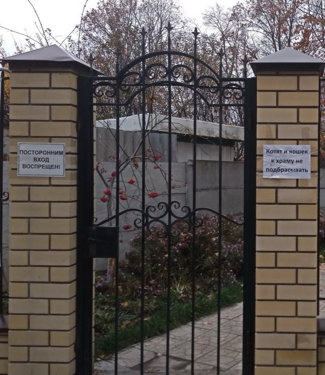 Монахиню, спасающую котят, прогнали от ТЦ в Воронеже, где она раздавала пушистиков