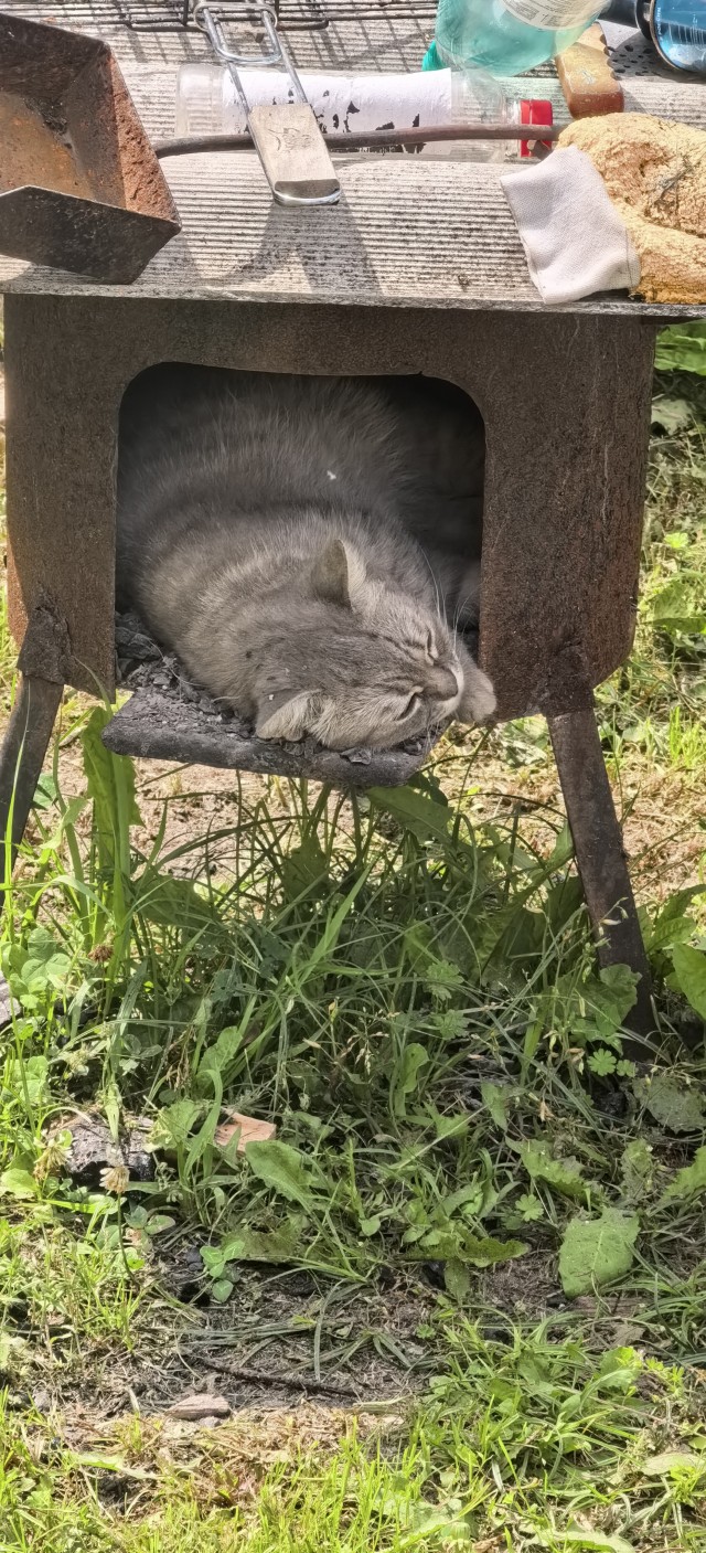Котовторник