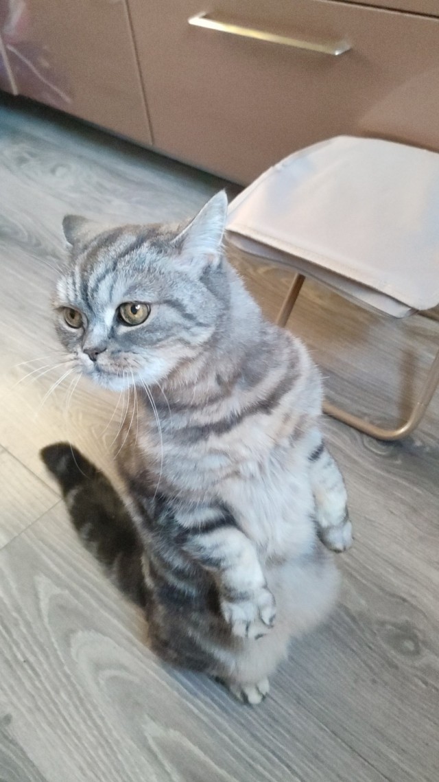 Кажется, котэ сломано