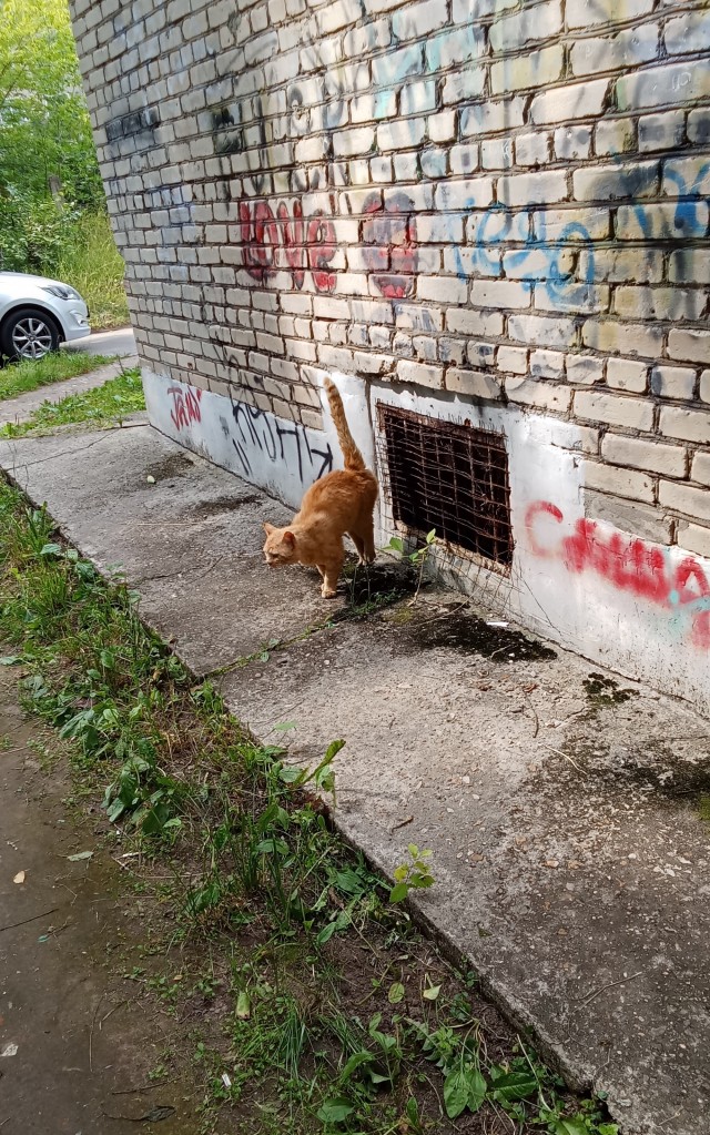Выходи гулять