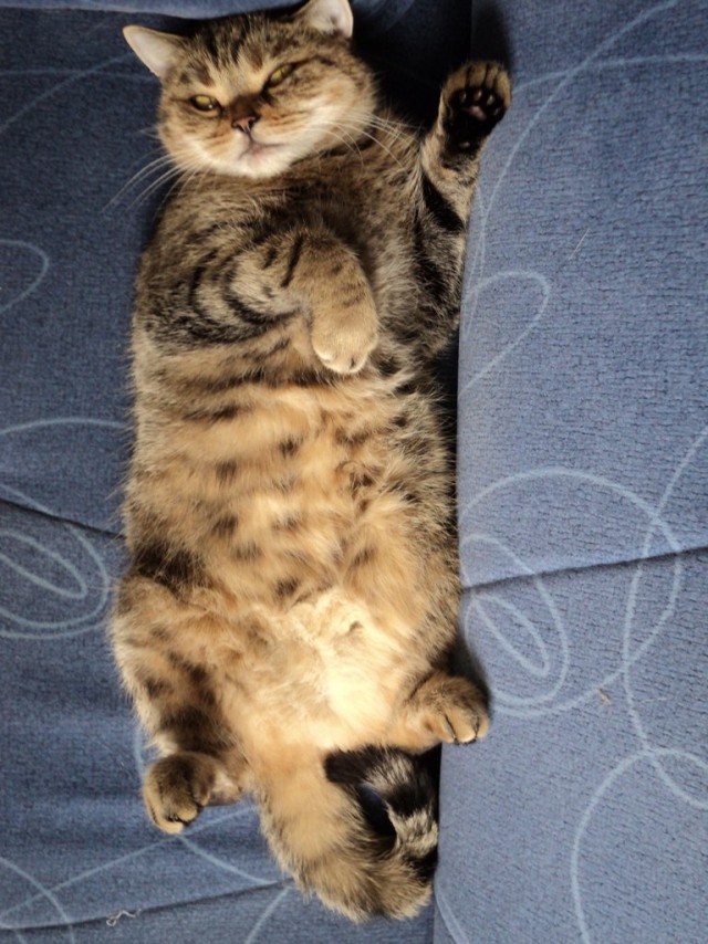 Котейка, который не знает как лежат котейки