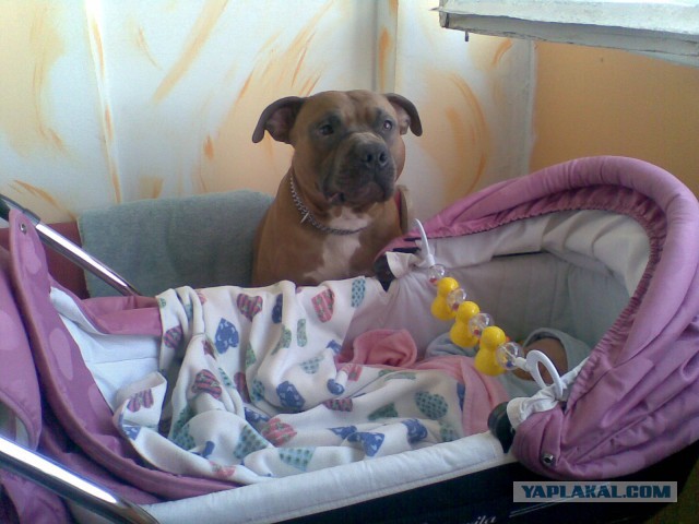 Собакочетверг на 02.01.2014