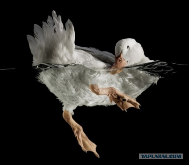 30 самых удачных фотографий января
