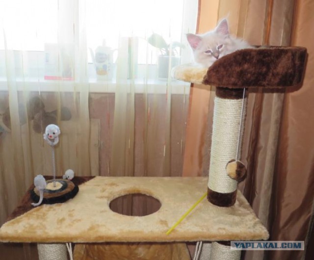 Котовторник  28.01.14