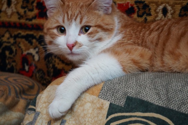 Котовторник 25.02.2014