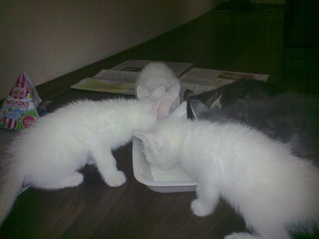 Котовторник 01.04.2014
