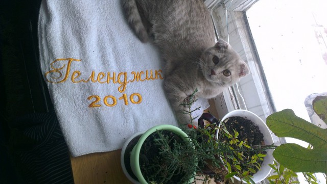 Котовторник  08.04.2014