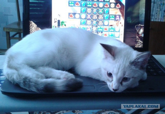 Котовторник 27.5.2014