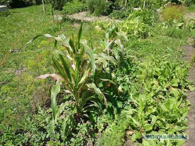 Чем мы бесим Америку и страдальцев по фуагра,