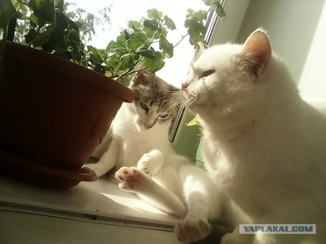 Котовторник 26.08.14.