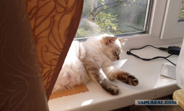 Котовторник 28.10.2014