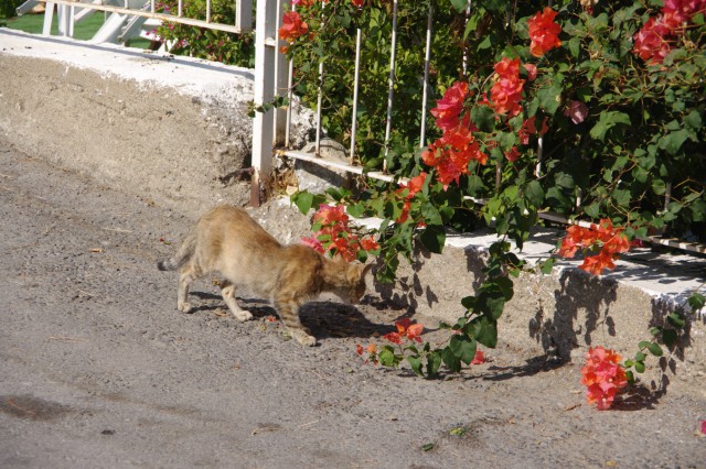 Котовторник 04.11.2014