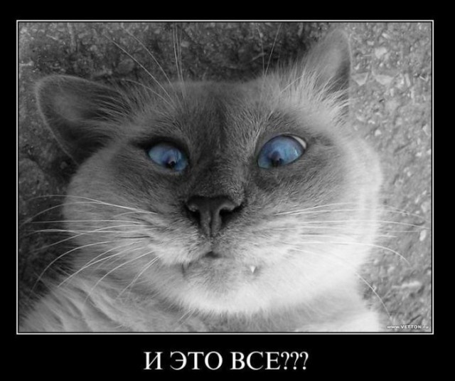 Известные котомемы.