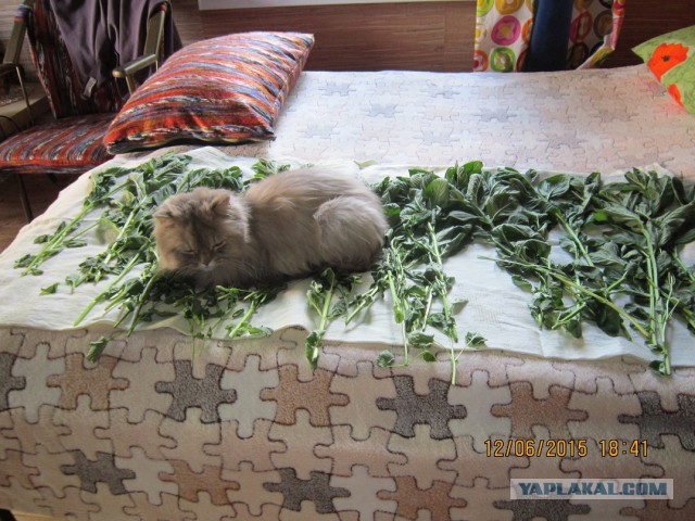 Котовторник