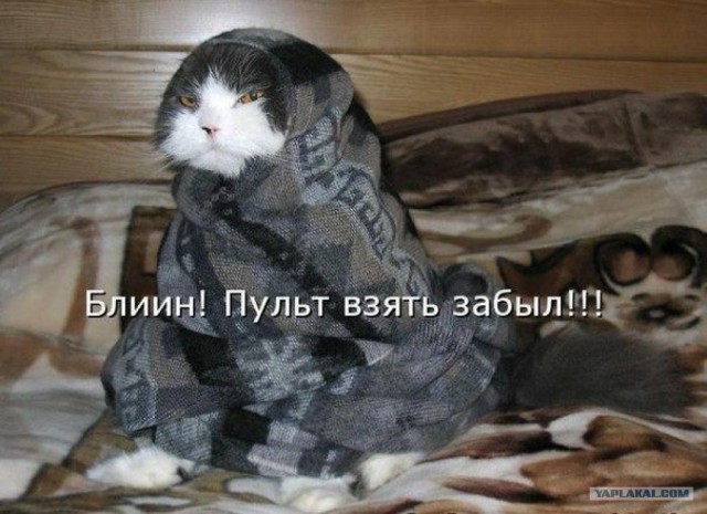 Мой котэ к холодам готов!