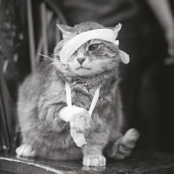 В Прикамье женщина убила любовника из-за кота