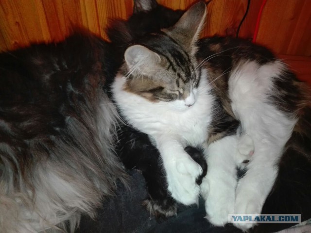 Пост невероятной кошачьей красоты. 25 фот.