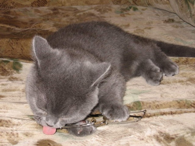 Коты, кошки, котята