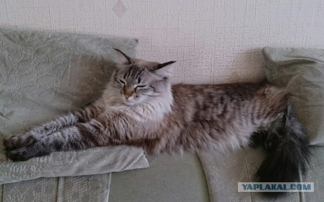 Котовторник  10.05.2016