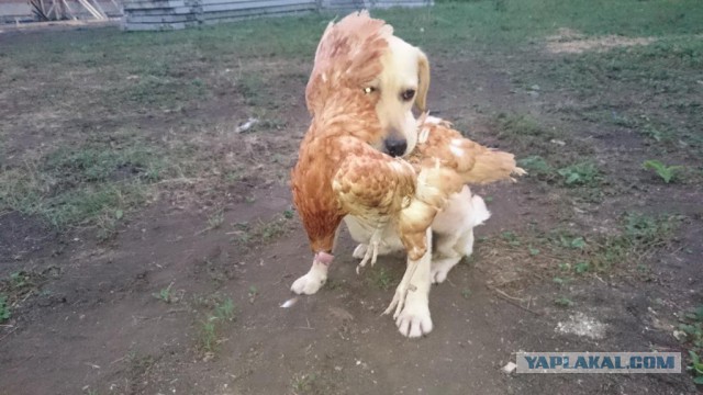 Путешествие отважного корги на озеро Нарочь (Беларусь)