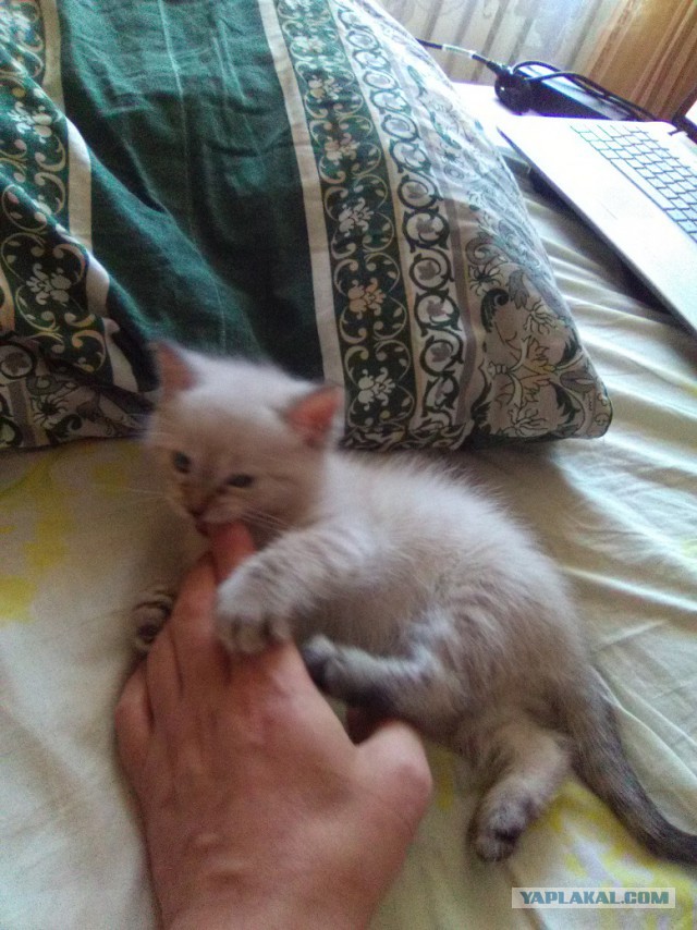 Котовторник 30.08.2016
