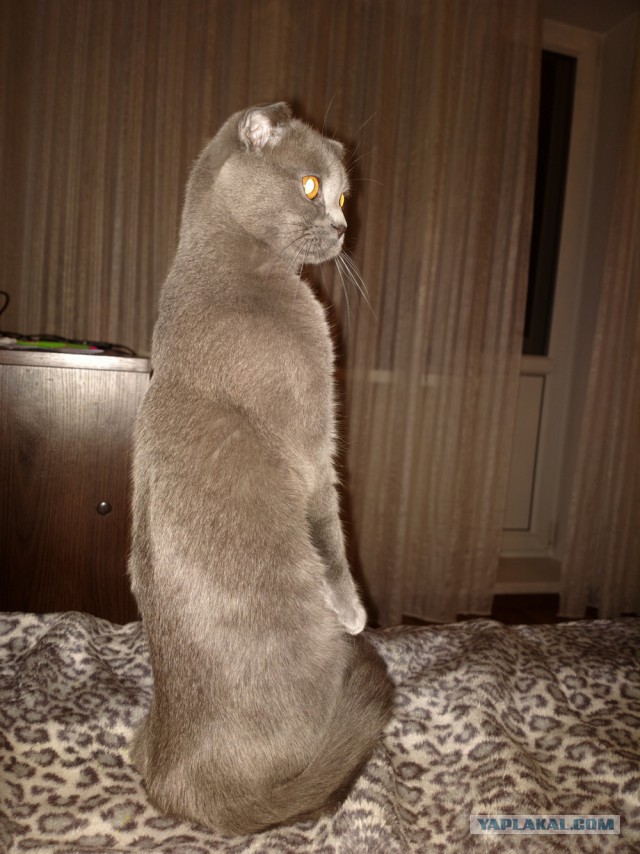 Кошкин день