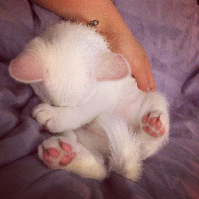 Коты и Кошки