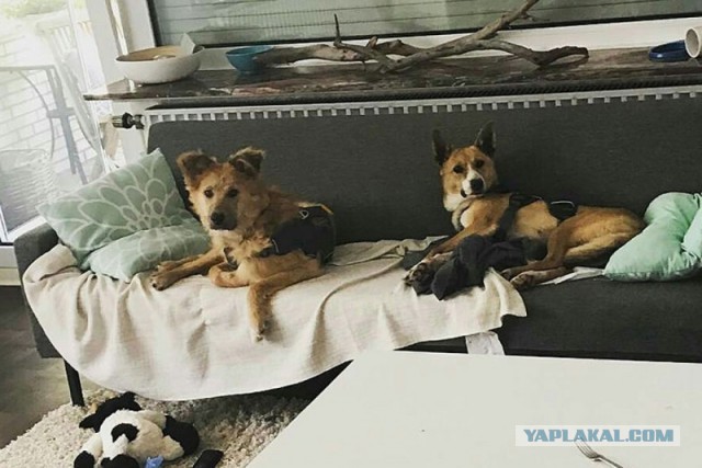5 дней на жизнь, потом укол...