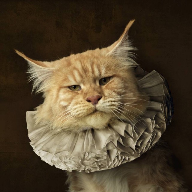 20 шикарных фотографий, в которых вся суть котов