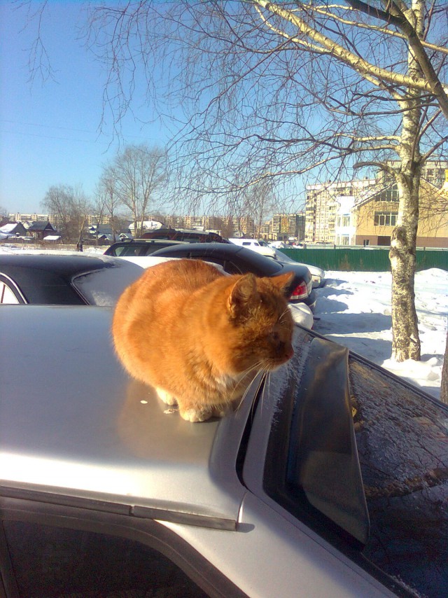 Котовторник