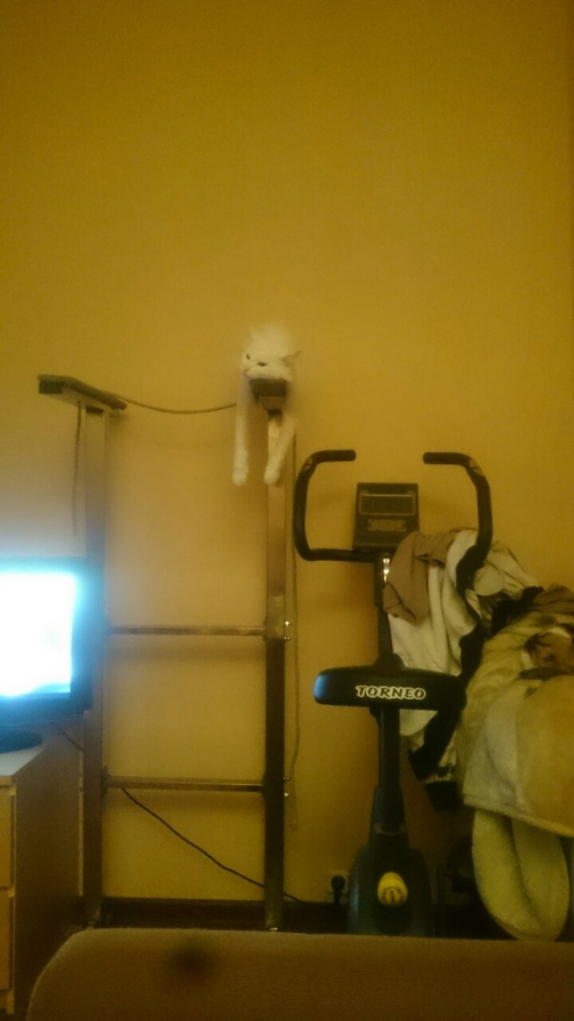 Котовторник