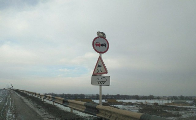 Подборка забавных картинок