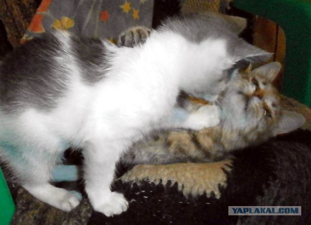 Котовторник 20.02.18