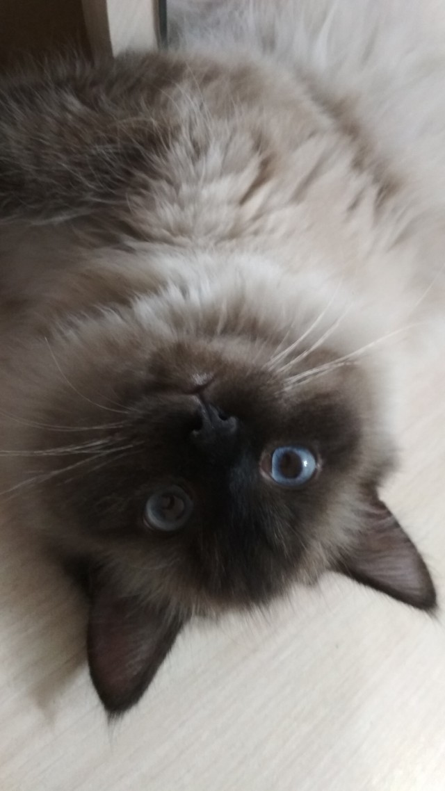 Котовторник 13.03.2018