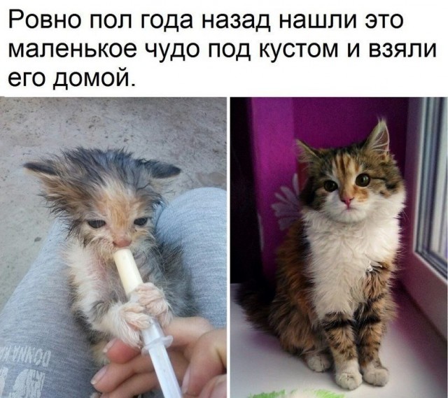 Фотобомбы котов