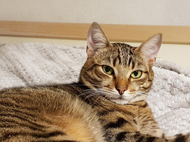 Котовторник 24.04.2018